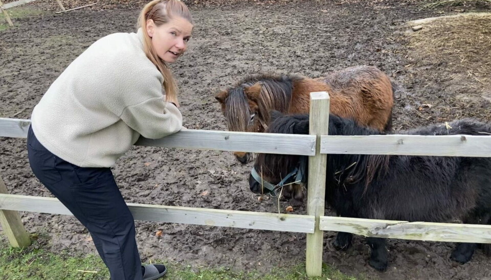 Mette købte to shetlandsponyer, som Liv startede med at passe under sit skolevægringsforløb.