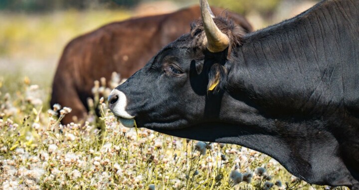Størrelsen betyder noget: Gigantiske taurus-okser skal styrke biodiversiteten på Lolland