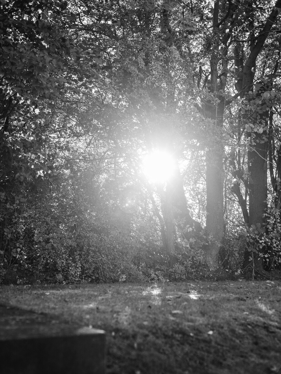 Sun shining through the trees.