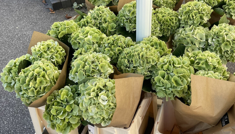 Kom med bag buketterne