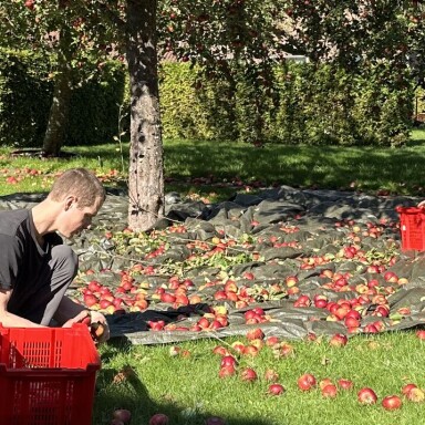 På æblerov: 33 kasser fyldt med æbler